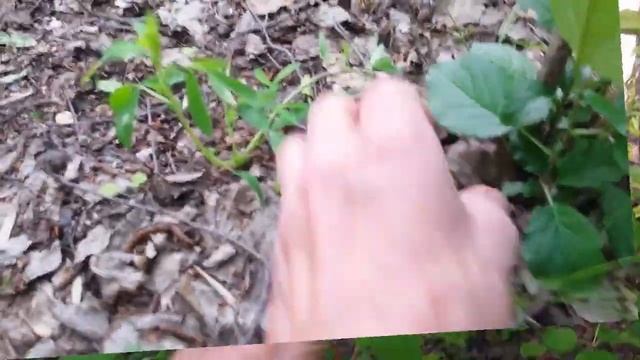 Мои грибочки-2020 смотреть онлайн