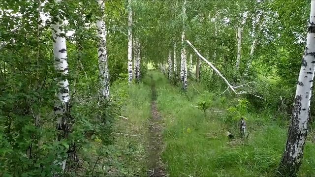 ДОМ В ДЕРЕВНЕ. ДЕНЬ 40. МЫ ЧУТЬ НЕ ПОПЛАТИЛИСЬ ЖИЗНЬЮ ЗА БЕЛЫЕ ГРИБЫ. ОПРЫСКИВАЕМ УЧАСТОК ГЕРБИЦИДО смотреть онлайн