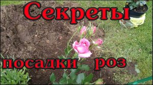 Как правильно посадить розы