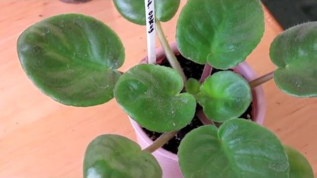 ФИАЛКИ С НУЛЯ. ВРЕМЯ ОТ ЛИСТИКА ДО ЦВЕТУЩЕЙ РОЗЕТКИ смотреть онлайн