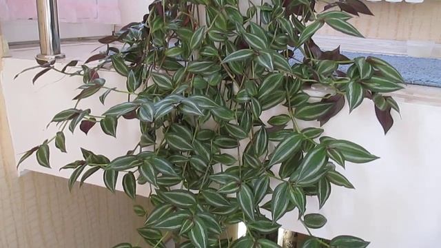 Традесканция ЗебринаTradescantia Zebrina смотреть онлайн