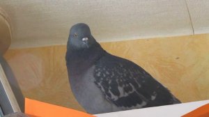 голубь курлычет