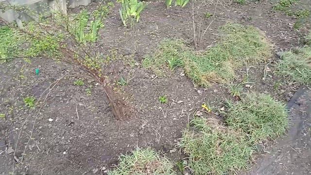продолжаю убирать в клумбах 🤭😜тяжело...но надо. зато потом будет все красиво🤩🥰06.04.23 смотреть онлайн