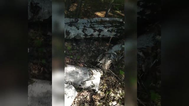 Лучшее топливо для дымаря!