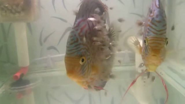 Дискус с мальком 10 дней смотреть онлайн