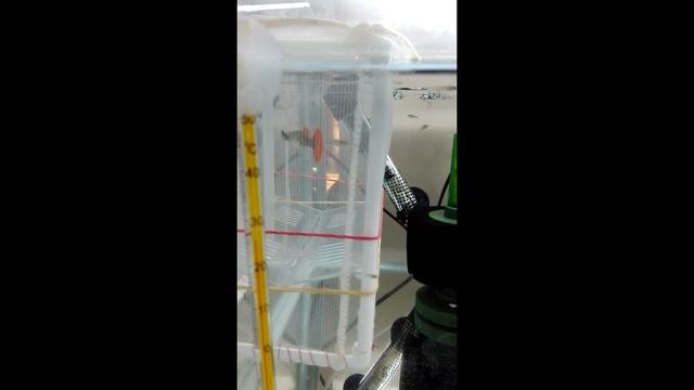 Guppy Dumbo Red Tail - красноплавничные гуппи "Слоновьи уши" смотреть онлайн