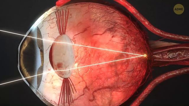 Что происходит внутри глаз смотреть онлайн