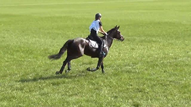 Rády Anna - Gréta - B - Bábolna 2018. október 12-14. смотреть онлайн