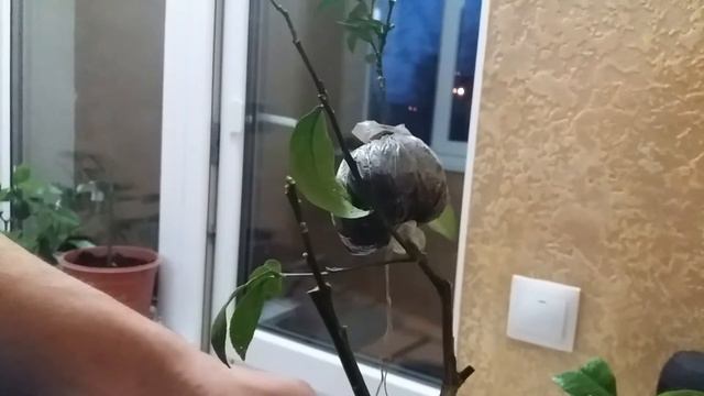 Прививка каламондина смотреть онлайн
