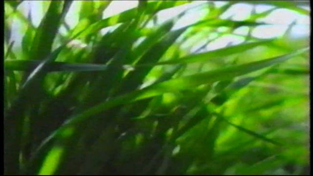 Vanilla Fields 1995 TV Ad Commercial смотреть онлайн