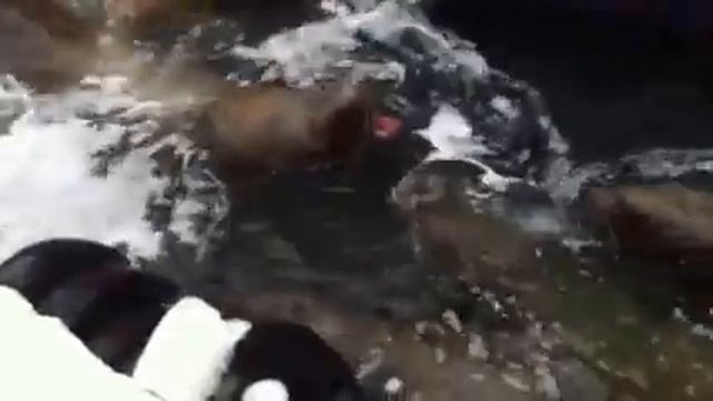 Камчатка сивучи смотреть онлайн