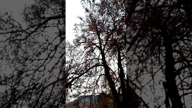 #S.G.M TRAVEL VLOG#STUNNING BEAUTY OF BLACK FOREST IN GERMANY#SCHRAMBERG#EUROPE TRAVEL GUIDE#GERMAN смотреть онлайн