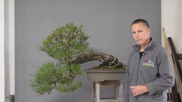 Black and Mugo pine смотреть онлайн