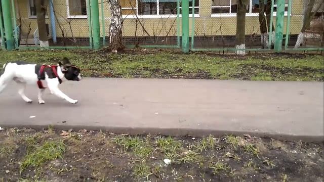 заниженая коляска JEDO смотреть онлайн