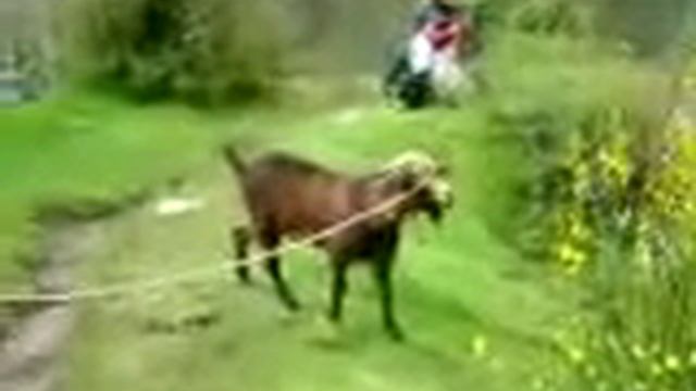 козлы орут как люди, самый громкый козел в мире ))) !!! смотреть онлайн