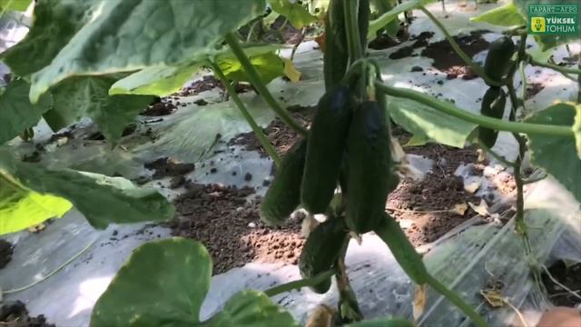 Огурец Вятич F1, ранний, урожайный, теневыносливый! смотреть онлайн