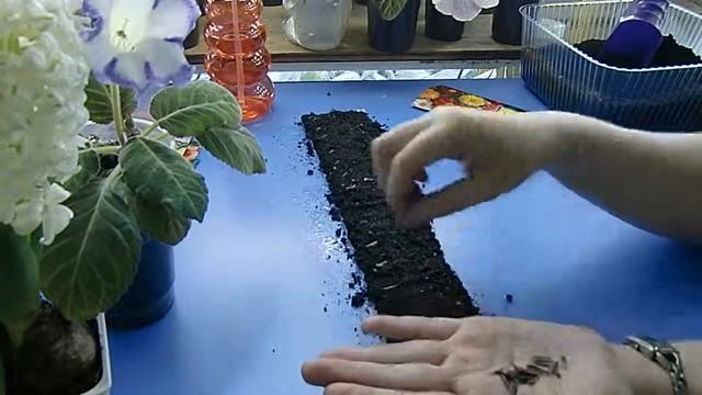 Георгины в улитке ! смотреть онлайн