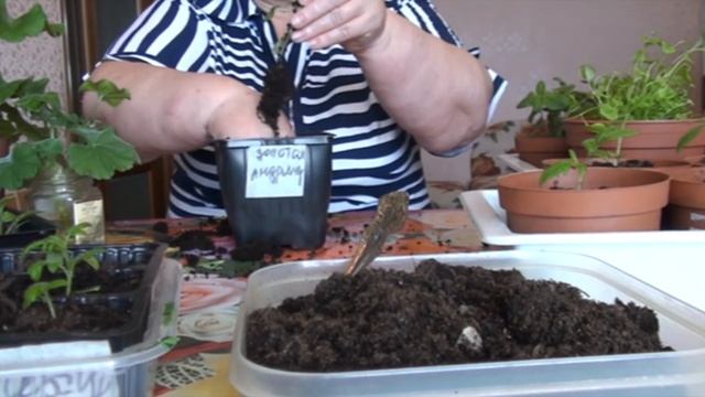 Март. Купленные розы и рассада через неделю после пикирования. смотреть онлайн