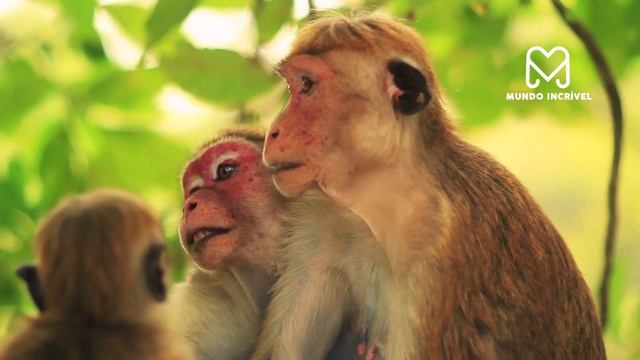 O MACACO SE METEU COM AS LONTRAS ERRADAS смотреть онлайн