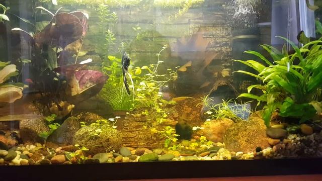 Problem z Hemigraphis colorata смотреть онлайн