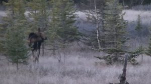 Охота на медведя в Сибири осенью. Ревем изюбря, добываем медведя.