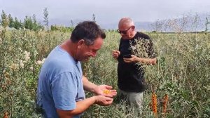 Сорт Августина 2023