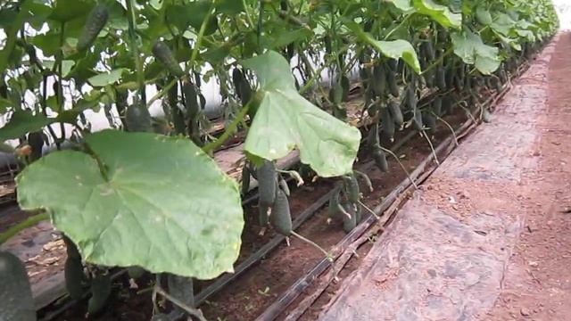 огурец Хелен, СВ 4097 и Северин смотреть онлайн