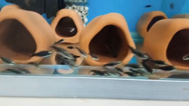 Black Emperor Tetra - Nematobrycon Palmeri Black