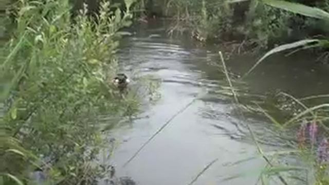 Апортировка из воды 26,07,2012 смотреть онлайн