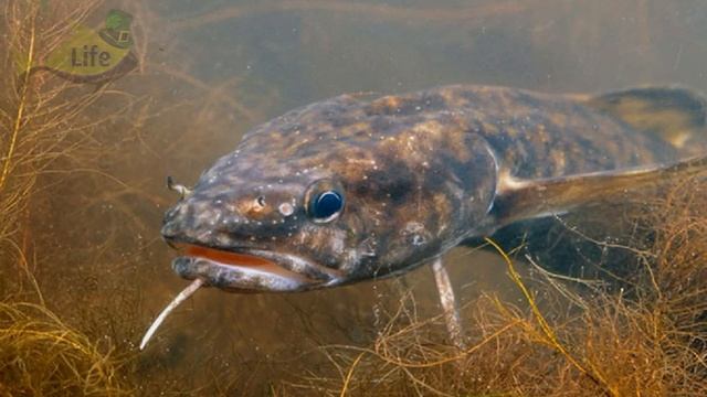 Налим чует эту наживку за километр! На что клюет и ловится налим? Лучшие наживки на налима? смотреть онлайн