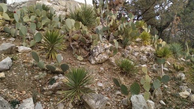 Часть 2. Парк Монтедор в Крыму. ЧТО СКРЫВАЛИ 25 лет в Ялте ? НИКИТСКИЙ БОТАНИЧЕСКИЙ САД. смотреть онлайн