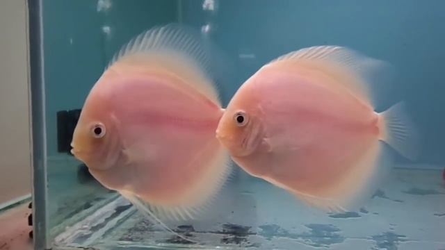 Аутофагия у Дискусов. смотреть онлайн