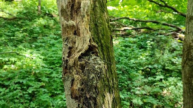 От яйца до птенца в гнезде серой мухоловки смотреть онлайн