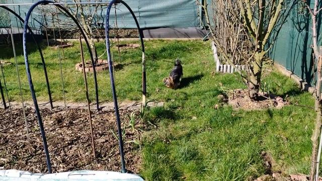 Йоркширский терьер. Маленький йорки на даче. смотреть онлайн