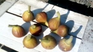 Первый урожай! Кадота инжир