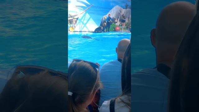 Дельфины часть 2 смотреть онлайн