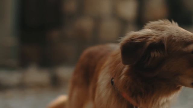 10 Things Only Golden Retriever Dog Owners Understand смотреть онлайн
