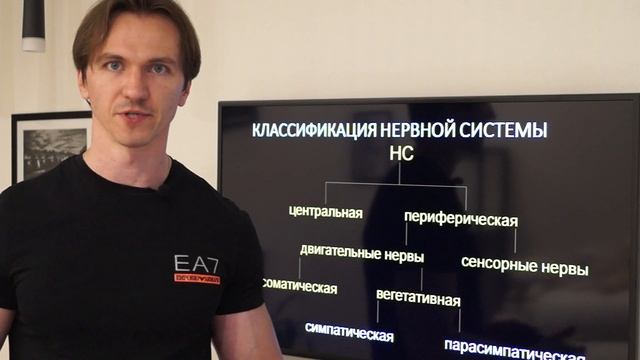 Влияние нервной системы на прогресс в тренировках смотреть онлайн