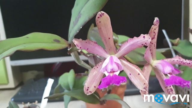 Первое цветения моей Каттлейки.Cattleya Calummata X Peckhaviensis.