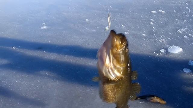 Ловля ротана на блесну с мясом и безнасадку. Эксперимент. смотреть онлайн