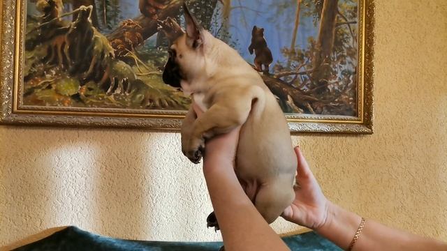 Щенок французского бульдога девочка 2 месяца с документами РКФ от выставочном пары. смотреть онлайн
