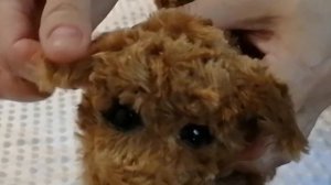КАРМАННАЯ СОБАЧКА - 20см ??реалистичная игрушка