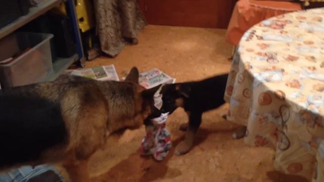 Щенок немецкой овчарки смотреть онлайн