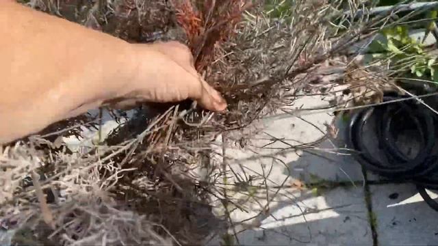 Украсить веранду во время пандемии . Всё верх тармашками. смотреть онлайн