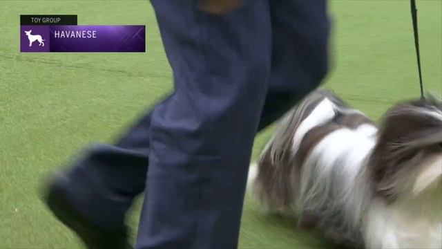 Havanese | Breed Judging 2023 смотреть онлайн
