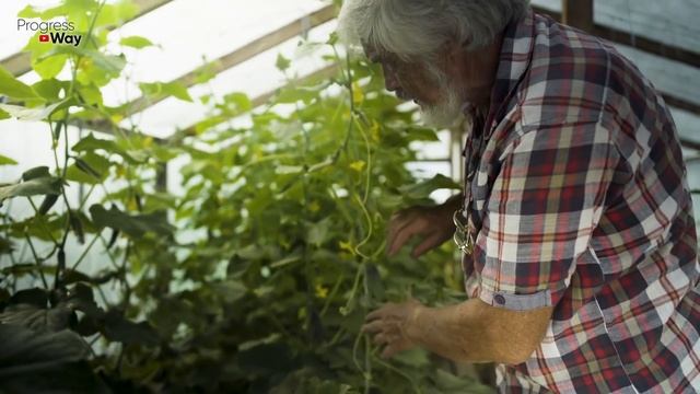 ВСЕГО ПО ПОЛОВИНЕ ЛИТРА ПОД КАЖДЫЙ КУСТ И ОГУРЦЫ БУДЕТЕ СОБИРАТЬ ВЕДРАМИ! смотреть онлайн