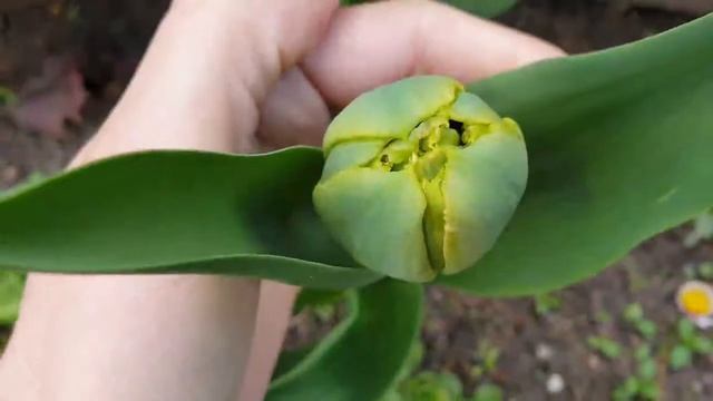 Clematis Etoile Violette Nowość w moim ogrodzie. Jest maj jest lawenda . Kolorowe kwiaty balkonowe смотреть онлайн