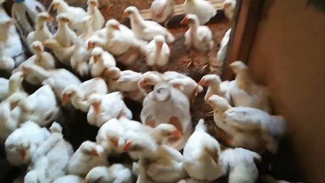 Что такое "броуновское движение"? смотреть онлайн