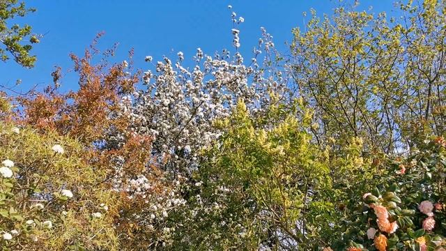 Norfolk Broads Cottage Garden Tour смотреть онлайн