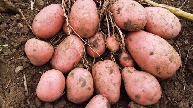 Лучший Сорт Картофеля Для Пюре смотреть онлайн